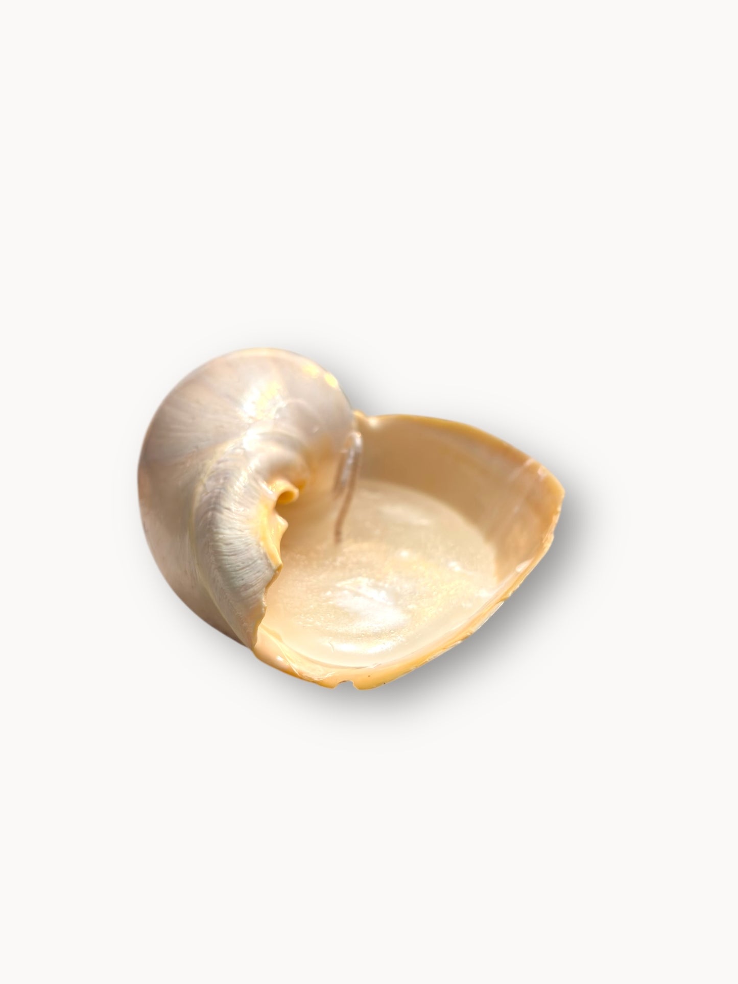 Shell Candle Set