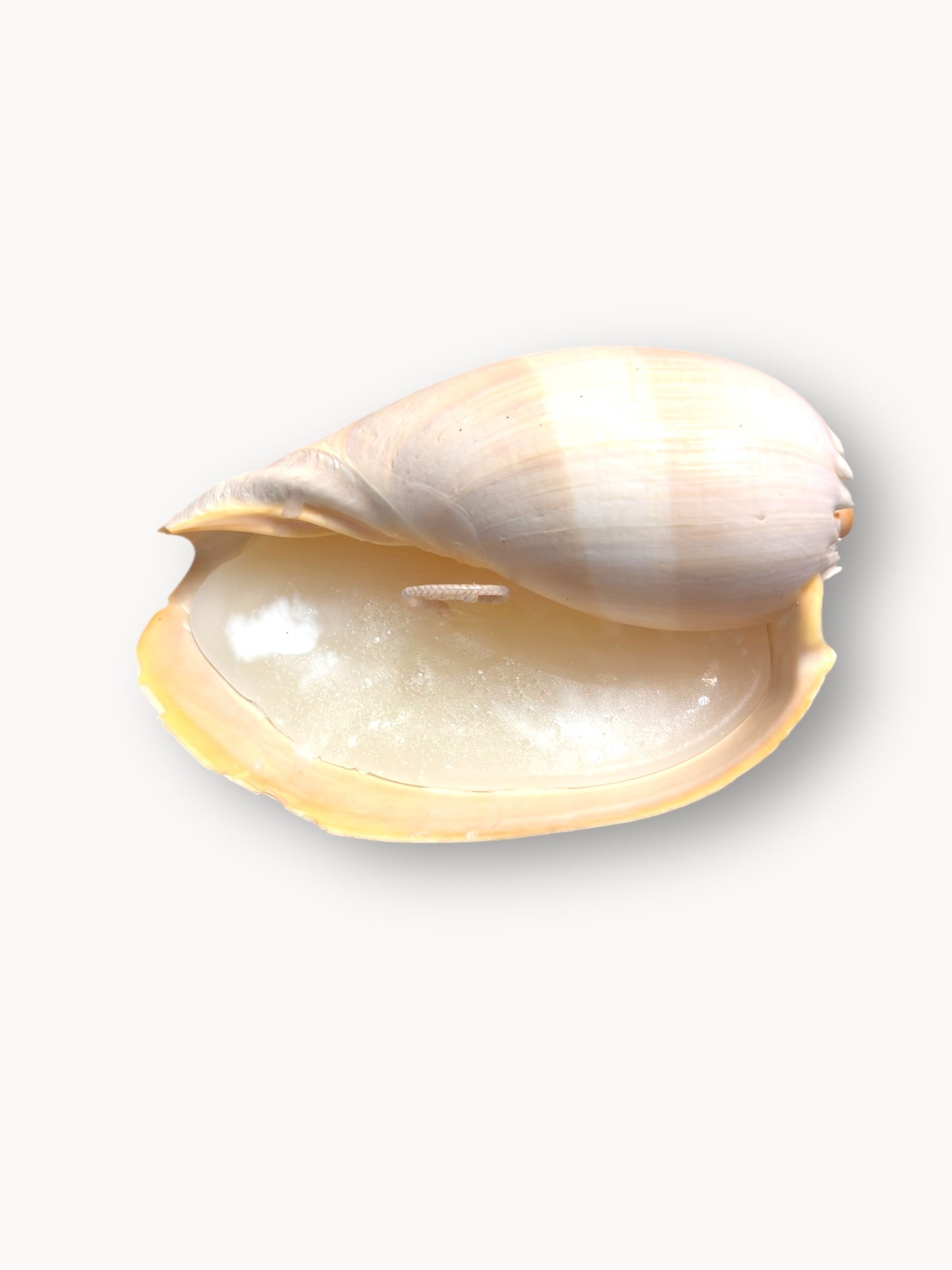 Shell Candle Set