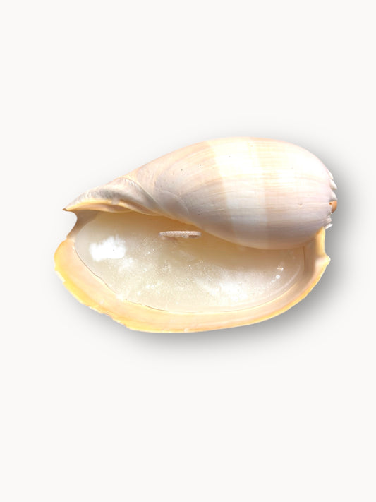 Shell Candle Set