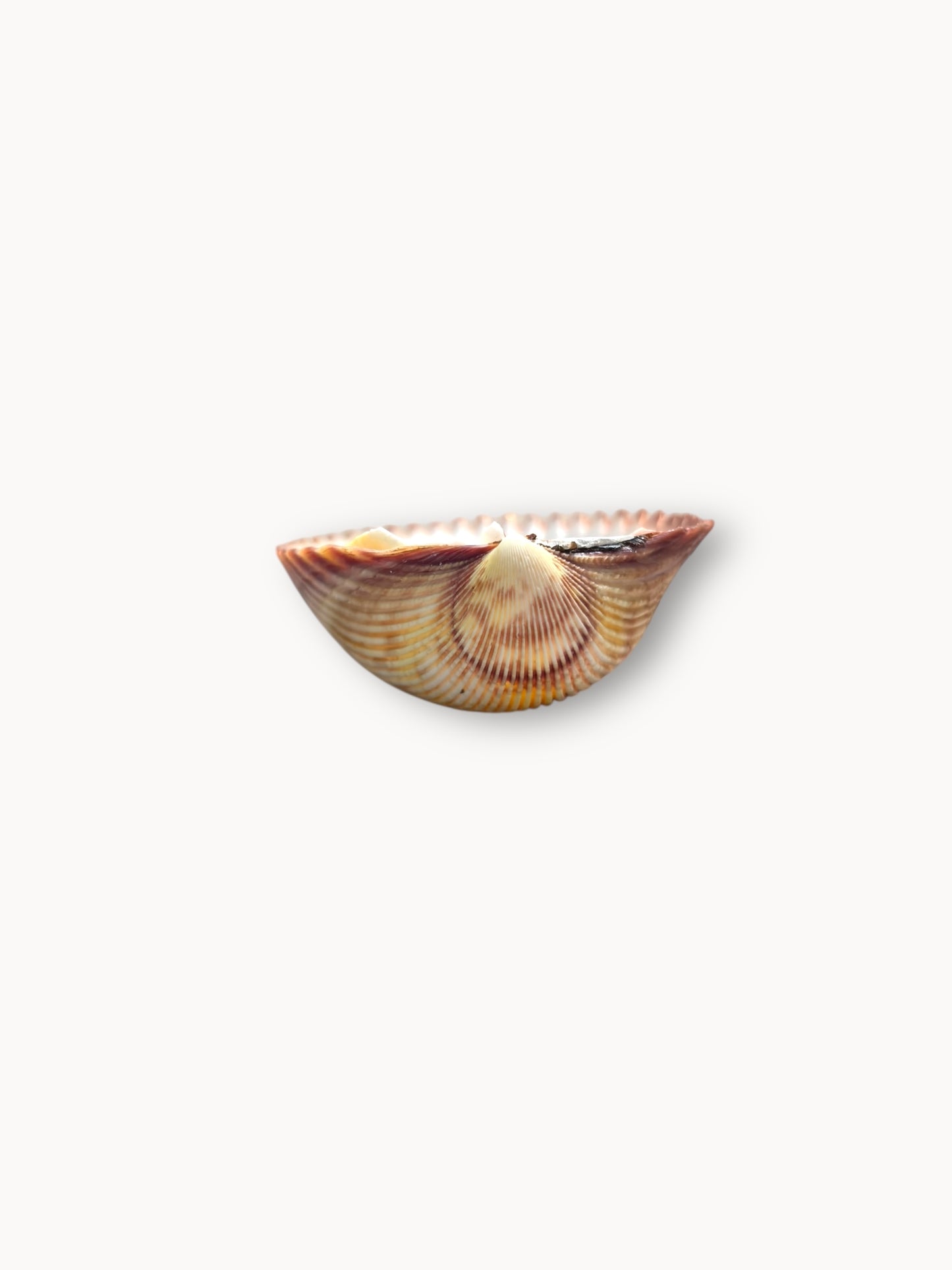 Shell Candle Set