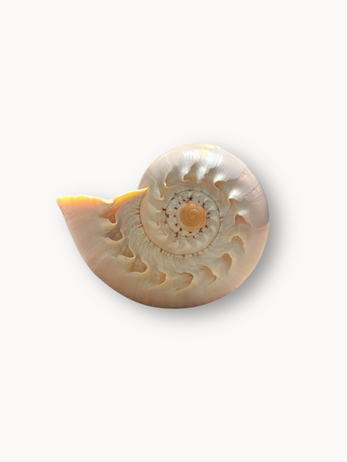 Shell Candle Set