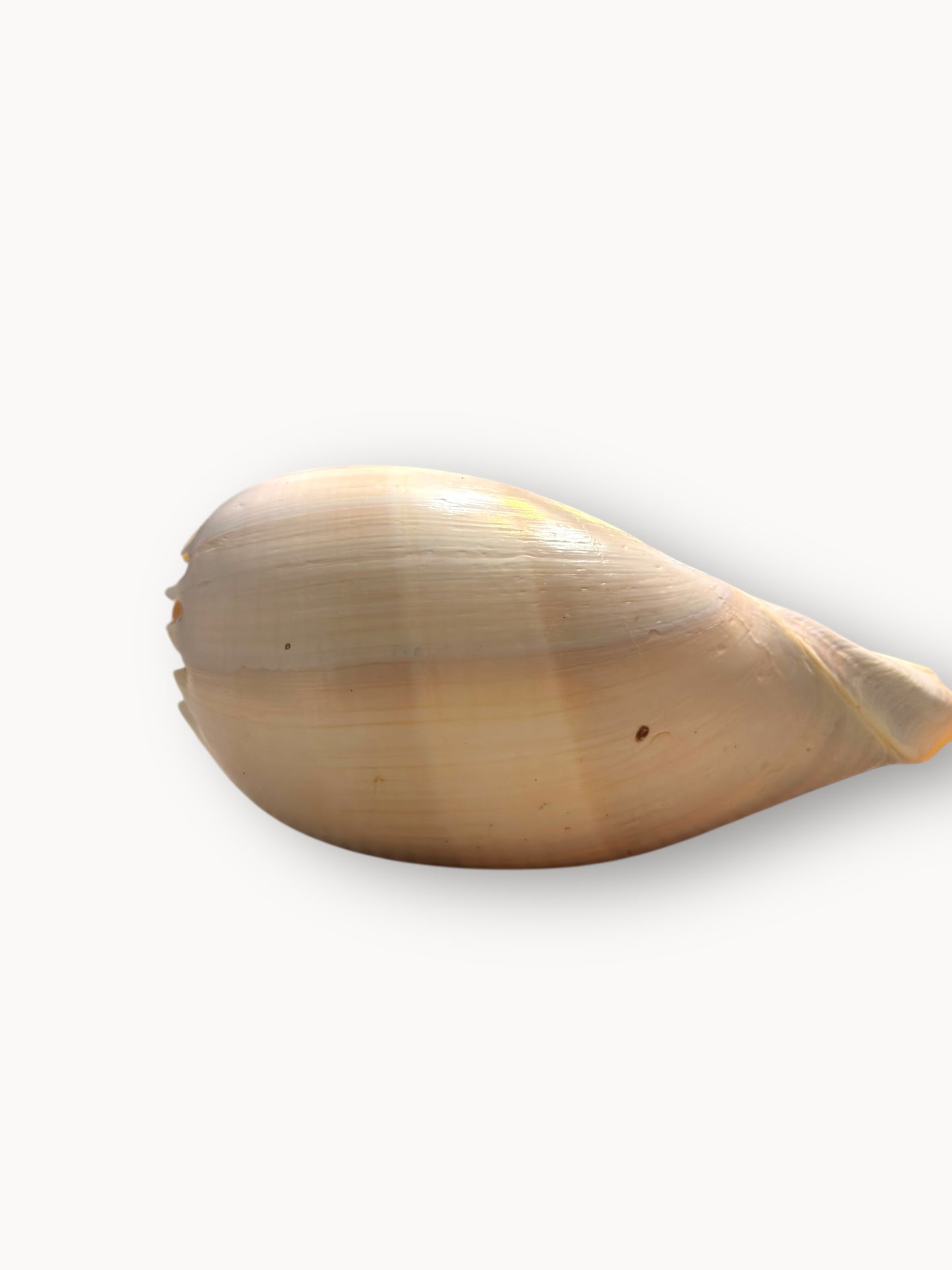 Shell Candle Set