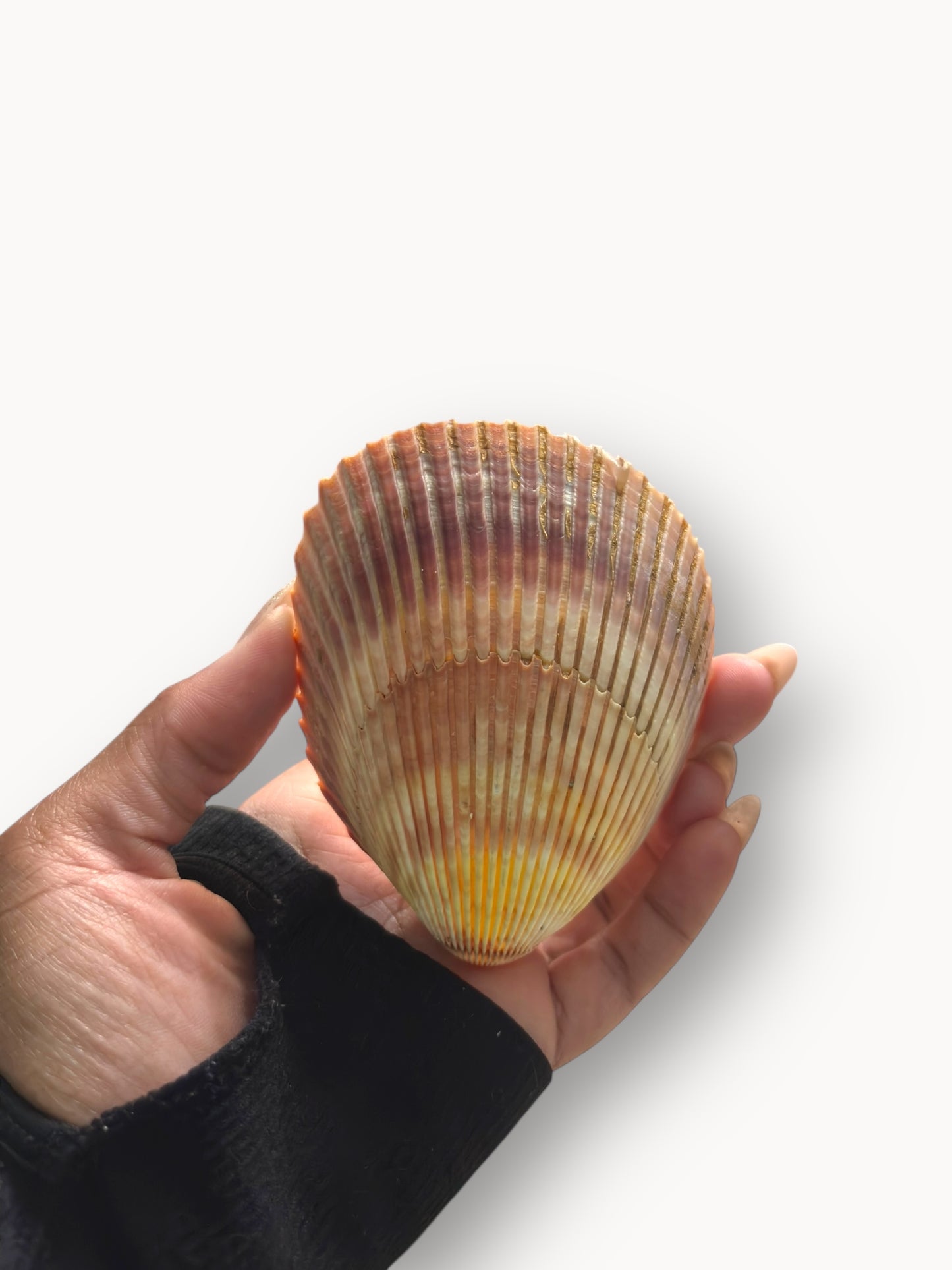 Shell Candle Set