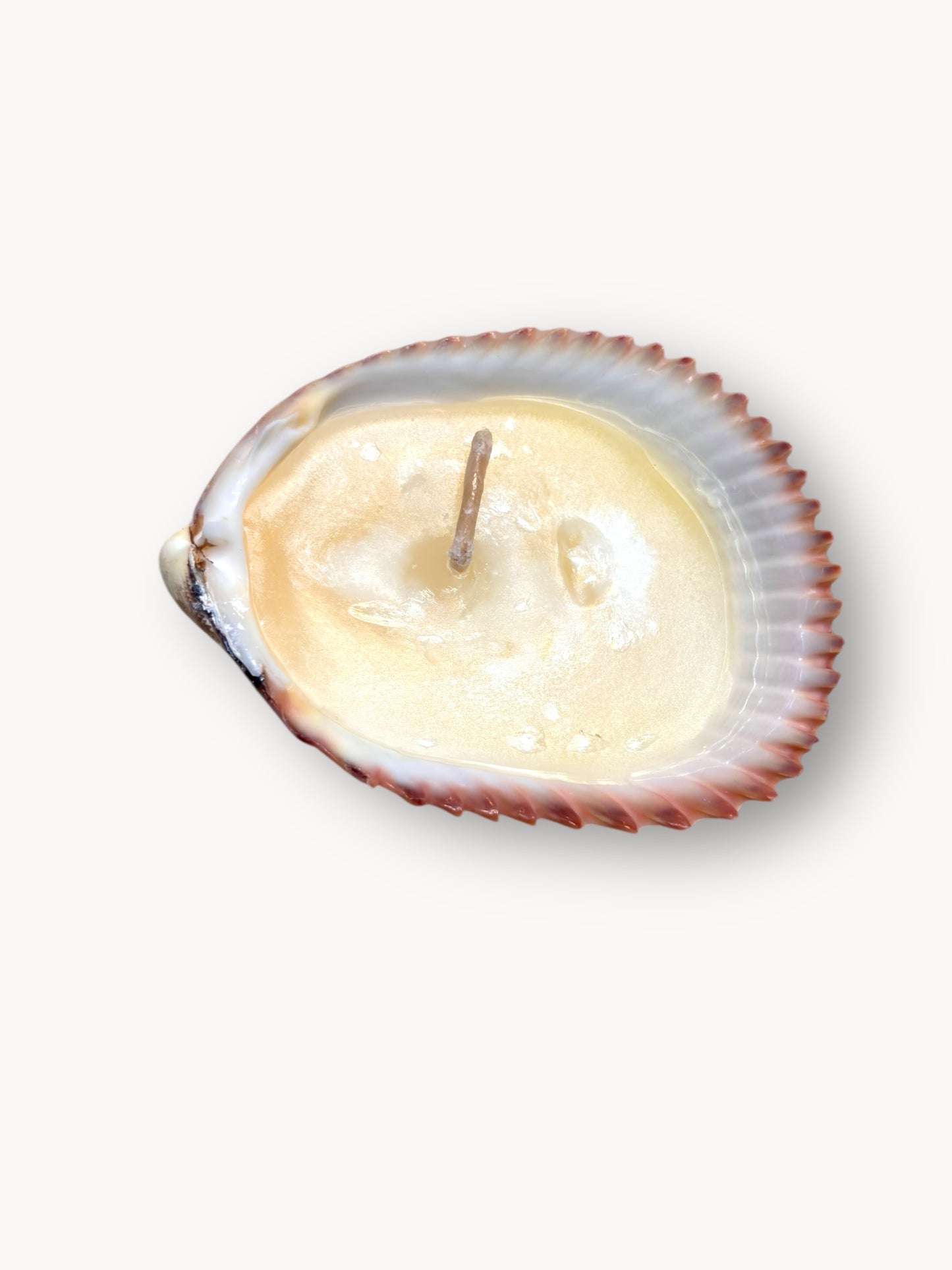 Shell Candle Set