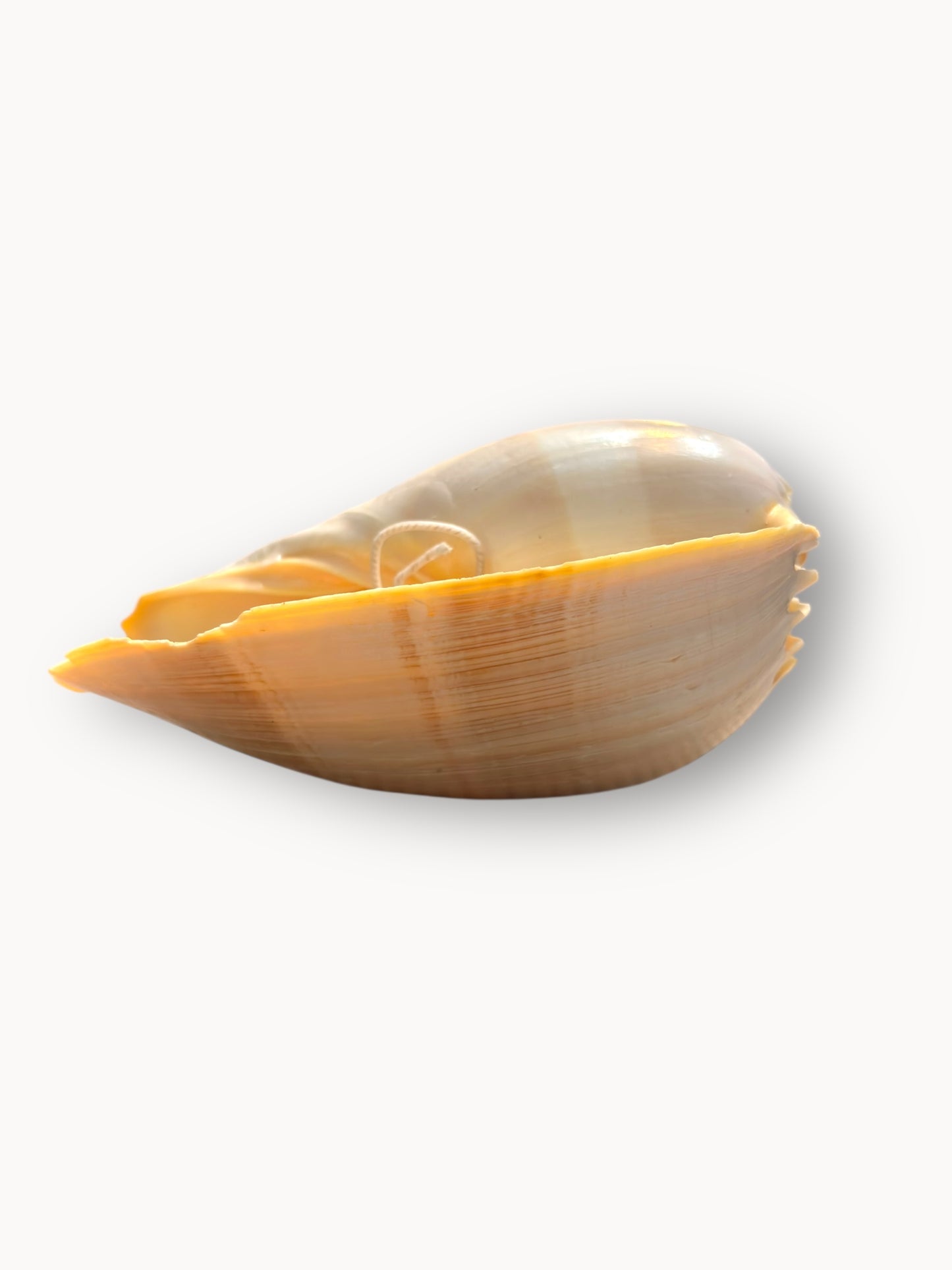 Shell Candle Set